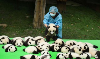 熊猫是猫吗为什么是国宝 把大熊猫视为国宝的原因