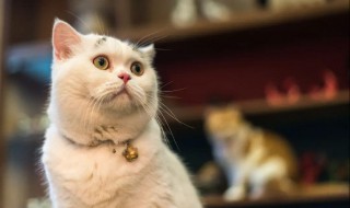 猫的正确护理方法有哪些 猫怎么正确护理