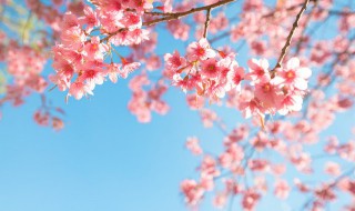 花的诗句 描写花的诗句