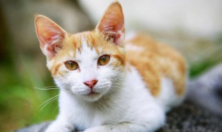 猫用日语怎么说（可爱的小猫用日语怎么说）