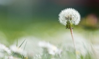 蒲公英毛球是蒲公英的啥 蒲公英的简介