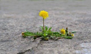 蒲公英跟玫瑰花有什么功效 蒲公英跟玫瑰花一起有什么功效