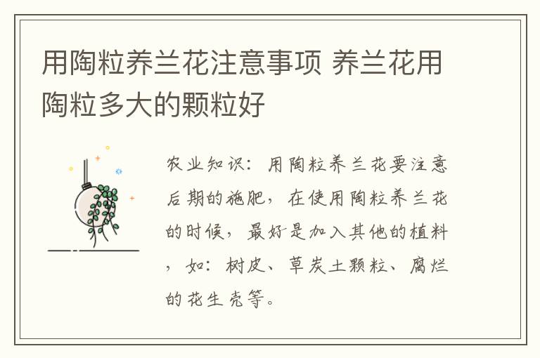用陶粒养兰花注意事项 养兰花用陶粒多大的颗粒好