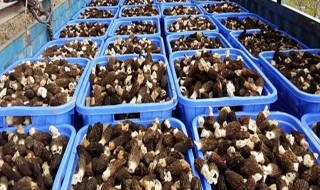 大棚种植羊肚菌 大棚栽培羊肚菌技术
