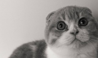 猫瘟试纸怎么用（fpv猫瘟试纸怎么用）