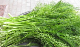 茴香是热性还是凉性 茴香属于什么性质