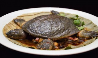 甲鱼肉冷冻技巧 怎么冷冻甲鱼肉
