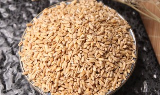 小麦泡水喝的正确方法 怎么用小麦泡水喝
