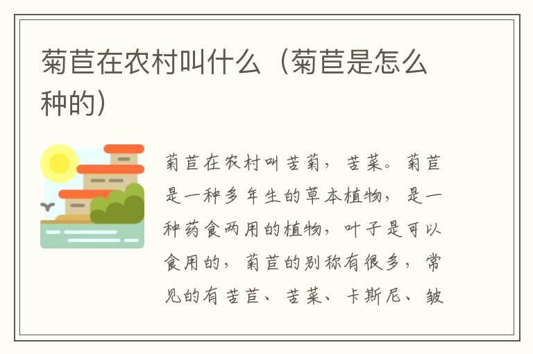菊苣在农村叫什么（菊苣是怎么种的）