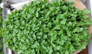 鸡毛菜的种植方法和注意事项 鸡毛菜怎么种