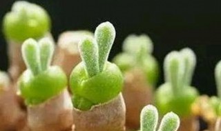 碧光环怎么种植方法（碧光环植物）