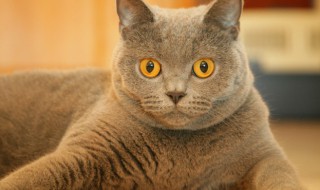 怎么做猫咪才知道我们喜欢它 如何让猫咪知道你喜欢它
