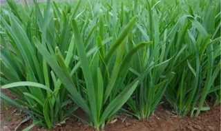 韭菜籽怎么种韭菜籽种植最简单方法 韭菜播种方式详解