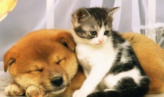 猫吃了巧克力怎么办 猫吃了巧克力怎么办补救