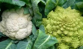 花菜的种植方法 花菜怎么育苗