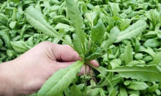 新鲜荠菜直接冻可以吗 新鲜荠菜直接冻可不可以
