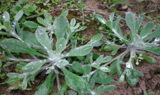 清明节吃清明菜有什么好处 清明节吃清明菜的好处介绍
