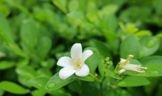 七里香催芽的方法 七里香种子怎么种
