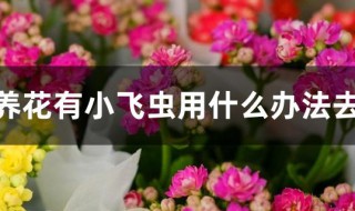 家里养花有小飞虫用什么办法去除 家里养花有小飞虫用哪些办法去除