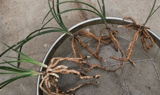 水培兰花烂根处理方法 兰花烂根怎么补救