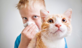 土猫训练教程 小猫怎么训练