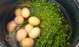 荠菜煮鸡蛋吃了有什么功效 荠菜煮鸡蛋吃了有哪些功效
