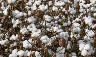新疆棉花事件是怎么回事 新疆棉花的简介