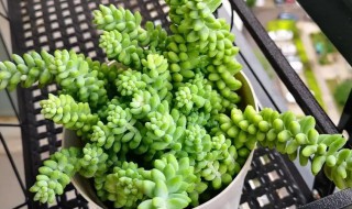 新玉缀怎么养 新玉缀怎么养成老桩