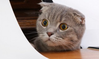 被猫抓伤了怎么办（狗狗被猫抓伤了怎么办）