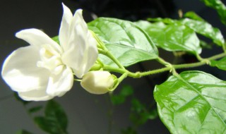 茉莉花的气味是什么 茉莉花的气味是怎么样的呢