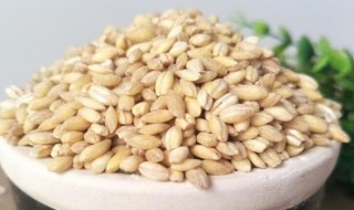 小麦米的功效与作用 小麦米有何功效与作用