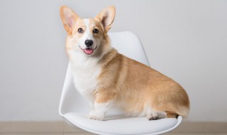 下司犬怎么养 下司犬怎么养才好
