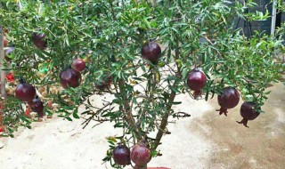 石榴小苗盆景种植方法 种植石榴需要注意什么