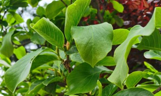 养植玉兰花技巧 玉兰花如何养