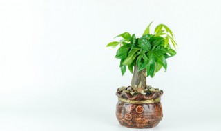 过年摆什么树最旺财运 过年摆什么树最旺财运呢