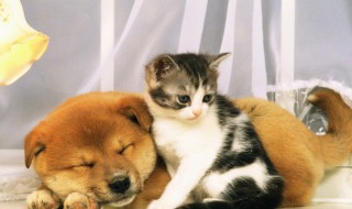 猫吐了怎么办 猫吐了怎么办吃什么药
