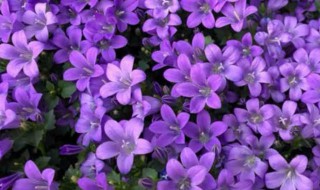 双瓣风铃花的养殖方法 重瓣紫色风铃花的养殖方法