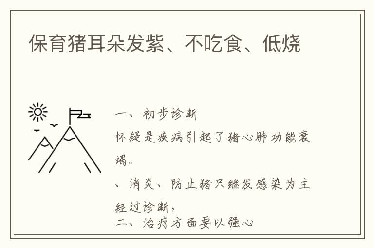 保育猪耳朵发紫、不吃食、低烧