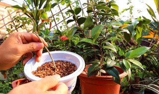 茶花分株方法 茶花怎么分株