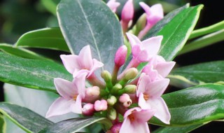 金边瑞香花的养殖方法和注意事项 金边瑞香花养护流程和它的禁忌