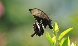 蝴蝶特点 蝴蝶特点简单介绍