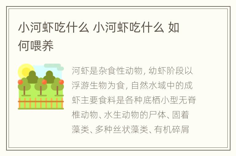 小河虾吃什么 小河虾吃什么 如何喂养