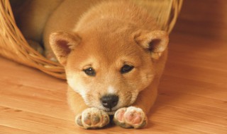 给狗喂鸡肝怎么做 狗不能吃太多鸡肝