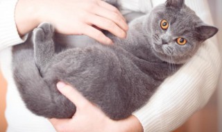 怎么给猫咪清理耳朵 怎么给猫咪清理耳朵,猫咪部躲