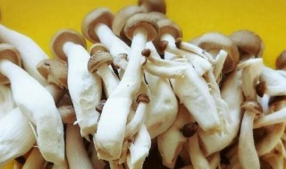 平菇需要煮多久才熟 平菇需要煮多长时间才熟