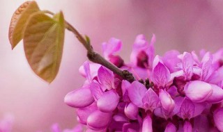 四季春的种植方法 四季春花怎么养