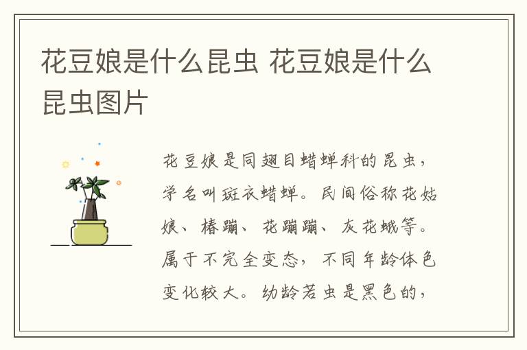 花豆娘是什么昆虫 花豆娘是什么昆虫图片