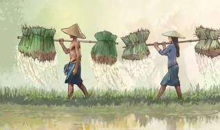 谷雨的来历和风俗 谷雨的由来以及风俗