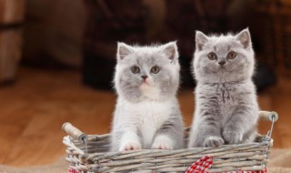 猫咪呕吐怎么办 猫咪呕吐怎么办吃什么药