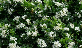 九里香花语 九里香的简介